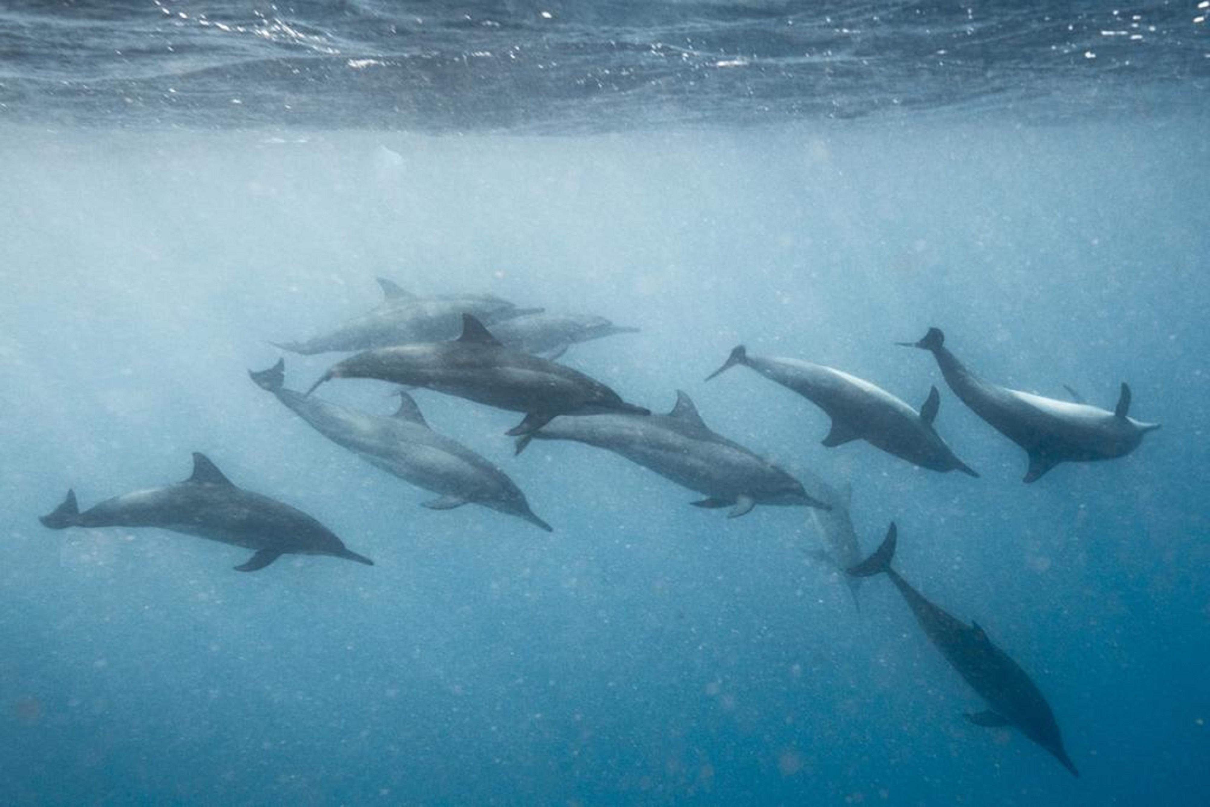 马尔代夫硬石酒店 Emboodhoo Lagoon 外观 照片 Spinner dolphins
